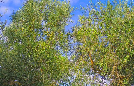 olive-2.-web