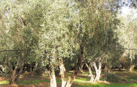 olive-5