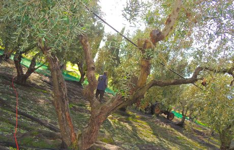 olive-6