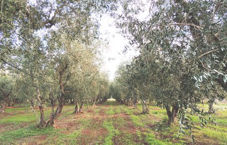 olive grove-4
