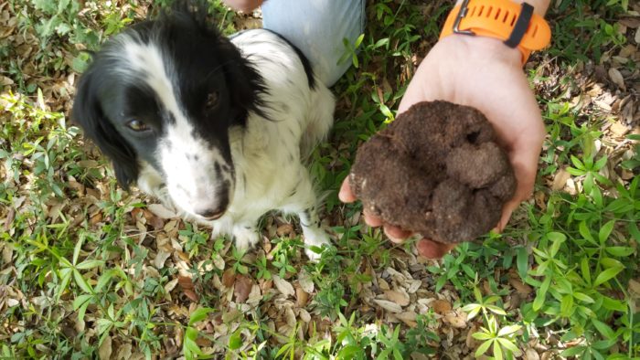 Tartufo Estivo Fresco (Tuber aestivum Vitt.) - immagine 2