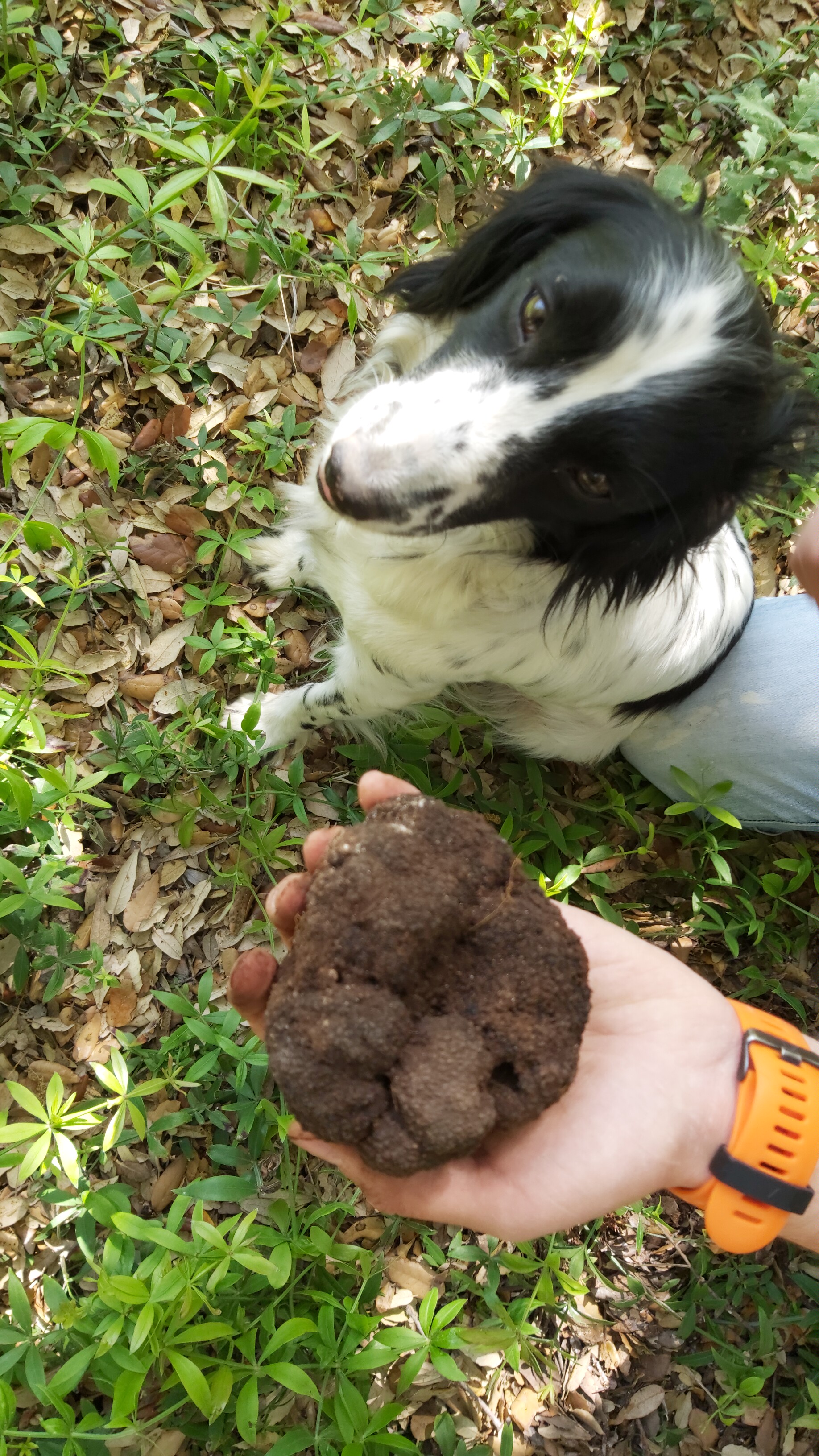 Fresh Summer Truffle (Tuber aestivum Vitt.) - Image 2
