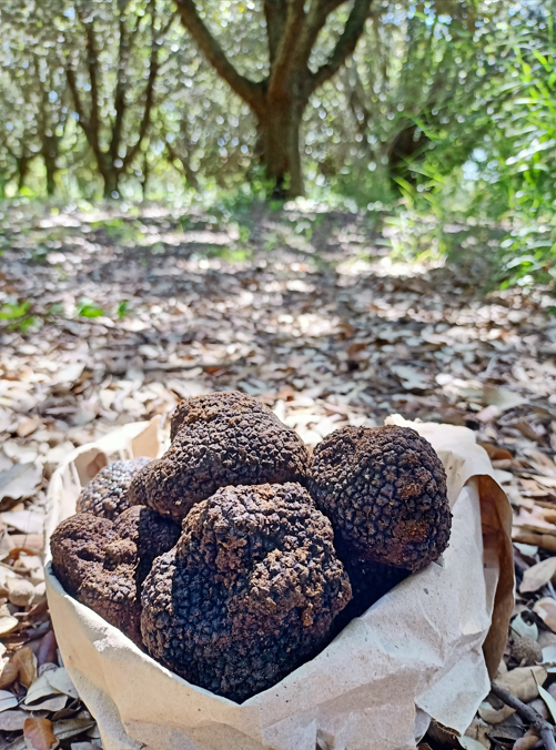 Tartufi